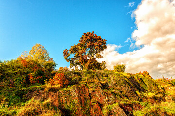 Autumn landscape with a tree growing on top of a mountain