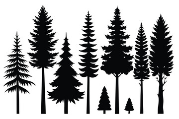 Fototapeta premium Silhouettes of evergreen trees in a forest setting 
