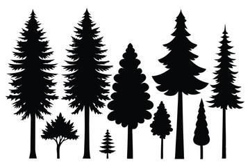 Silhouettes of evergreen trees in a forest setting
