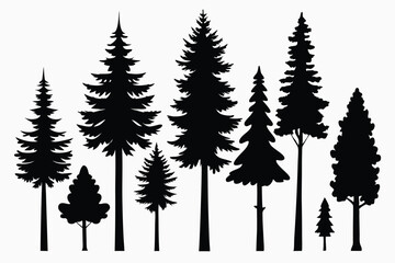 Silhouettes of evergreen trees in a forest setting
