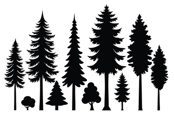 Silhouettes of evergreen trees in a forest setting
