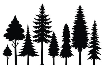 Silhouettes of evergreen trees in a forest setting
