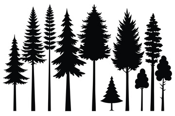 Silhouettes of evergreen trees in a forest setting
