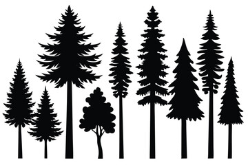 Silhouettes of evergreen trees in a forest setting
