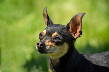 Alert miniature pinscher dog with upright ears standing on green grass outdoors