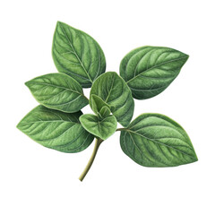 Fresh oregano leaves on cutout png for culinary arts and natural remedies