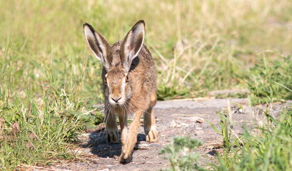 deer in the grass