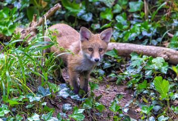 Fox cub or kit "Vulpes vulpes" with cute face amongst green undergrowth in forest. Adorable young wild animal in Dublin, Ireland