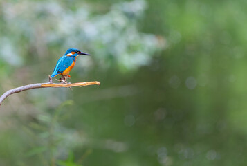 Kingfisher bird 