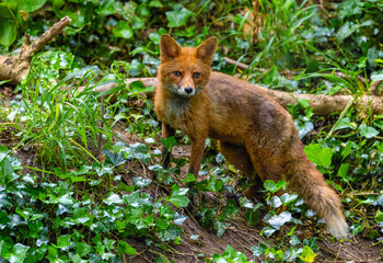Red fox vixen 