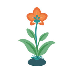 orchid flower in vase