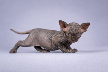 A black Sphynx kitten with blue eyes on a blue background.