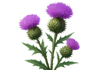 Obraz premium Purple thistle blossoming against clean white backdrop, ideal for design compositions