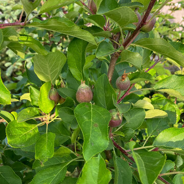 młoda polska jabłoń