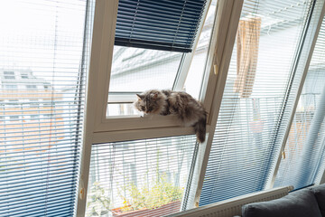 gray fluffy cat sits on window with blinds, hanging its tail