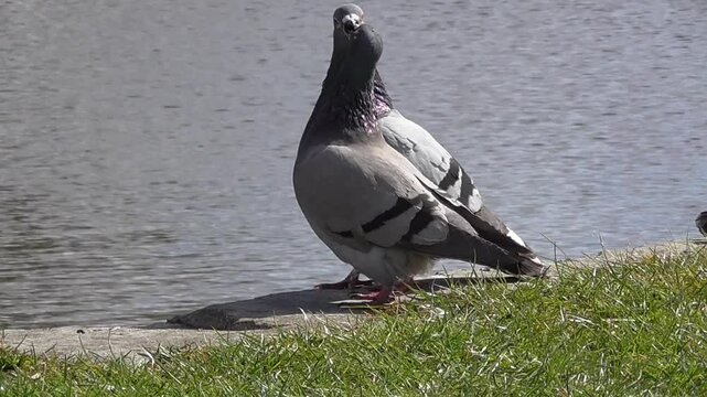 Feral Pigeons (Columba livia domestica) Courting By A Lake In Spring