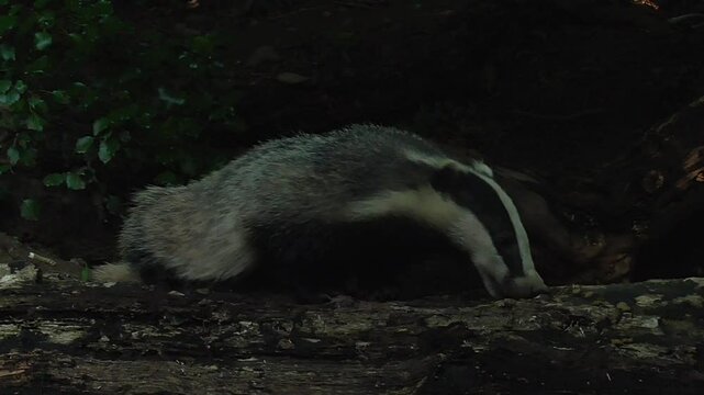 European Badger (Meles meles) Feeding By Its Sett In A British Woodland At Dusk