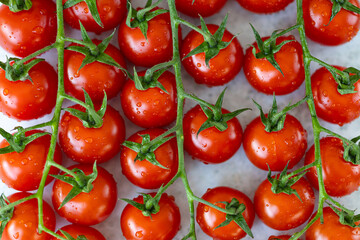 Fresh organic cherry tomatoes on the vine with water drops on white background. Eco-friendly farming, nitrate-free vegetables, healthy eating and sustainable agriculture for natural food lovers