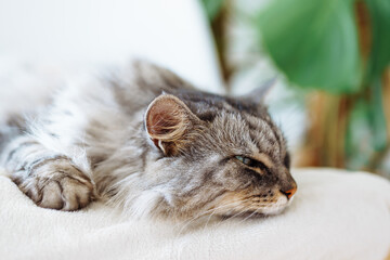close up grey fluffy sleeping cat