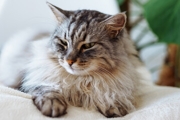 close up grey fluffy sleeping cat
