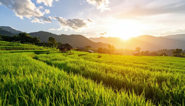 Lush rice terraces at sunset (1) - Powered by Adobe