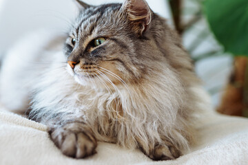 close up grey fluffy sleeping cat