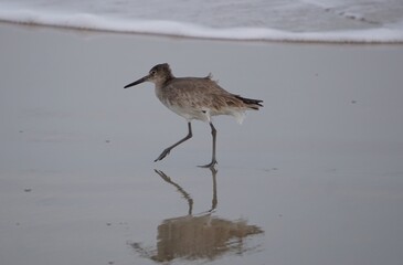 Reflection of a willet, Tringa semipalmata, a North American sandpiper or shorebird, wading through the water on a beach on Chincoteague Island, Virginia