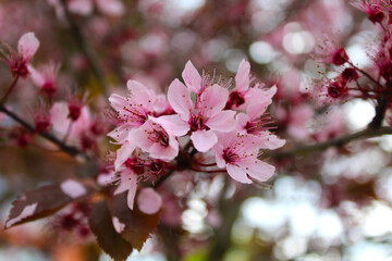 pink cherry blossoms © Tereza