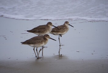 A group of three willets, Tringa semipalmata, North American sandpipers or shorebirds, wades through the waves on a beach on Chincoteague Island, Virginia