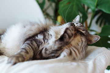 gray domestic cat washing itself