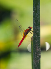red dragonfly in the forest