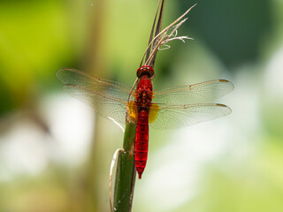 red dragonfly in the forest