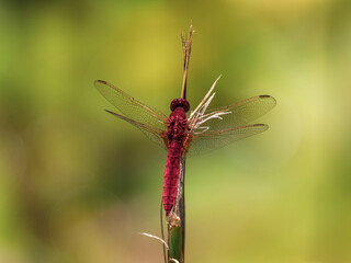 red dragonfly in the forest