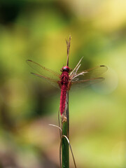 red dragonfly in the forest