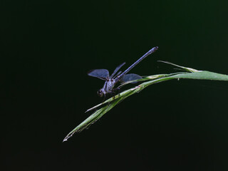 blue dragonfly in the forest