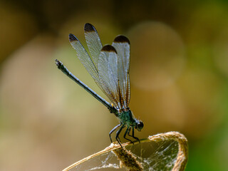 blue dragonfly in the forest
