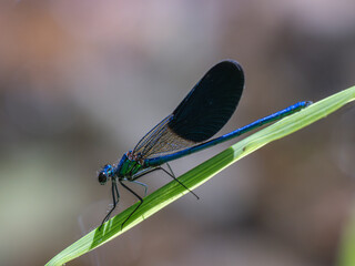 blue dragonfly in the forest
