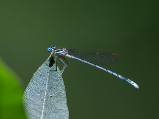 blue dragonfly in the forest