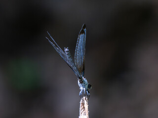 blue dragonfly in the forest