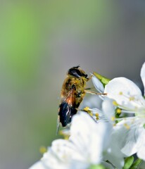Feeding Dronefly on a white plum flower