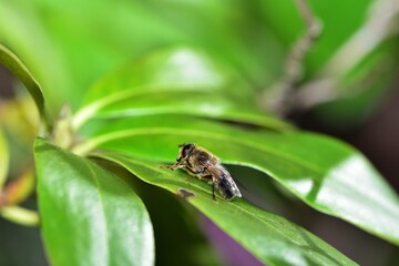Feeding Dronefly on a green leaf in the sunshine