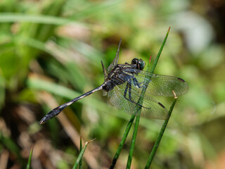 beautiful dragonfly in the forest
