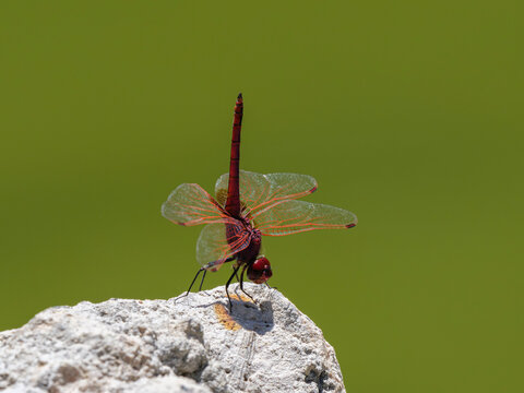 red dragonfly in the forest