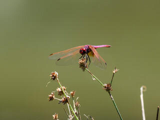red dragonfly in the forest