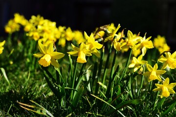 Field of Spring Flowers