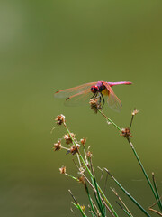 red dragonfly in the forest