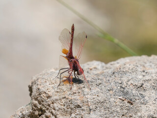 red dragonfly in the forest