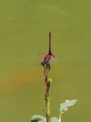 red dragonfly in the forest