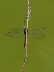 beautiful dragonfly in the forest