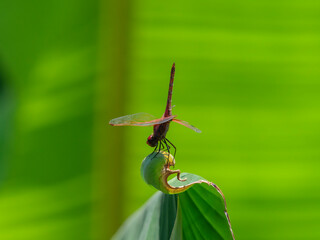 red dragonfly in the forest